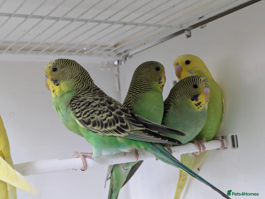Budgerigars birds for sale: Baby Budgies some Crested  - Advert 6