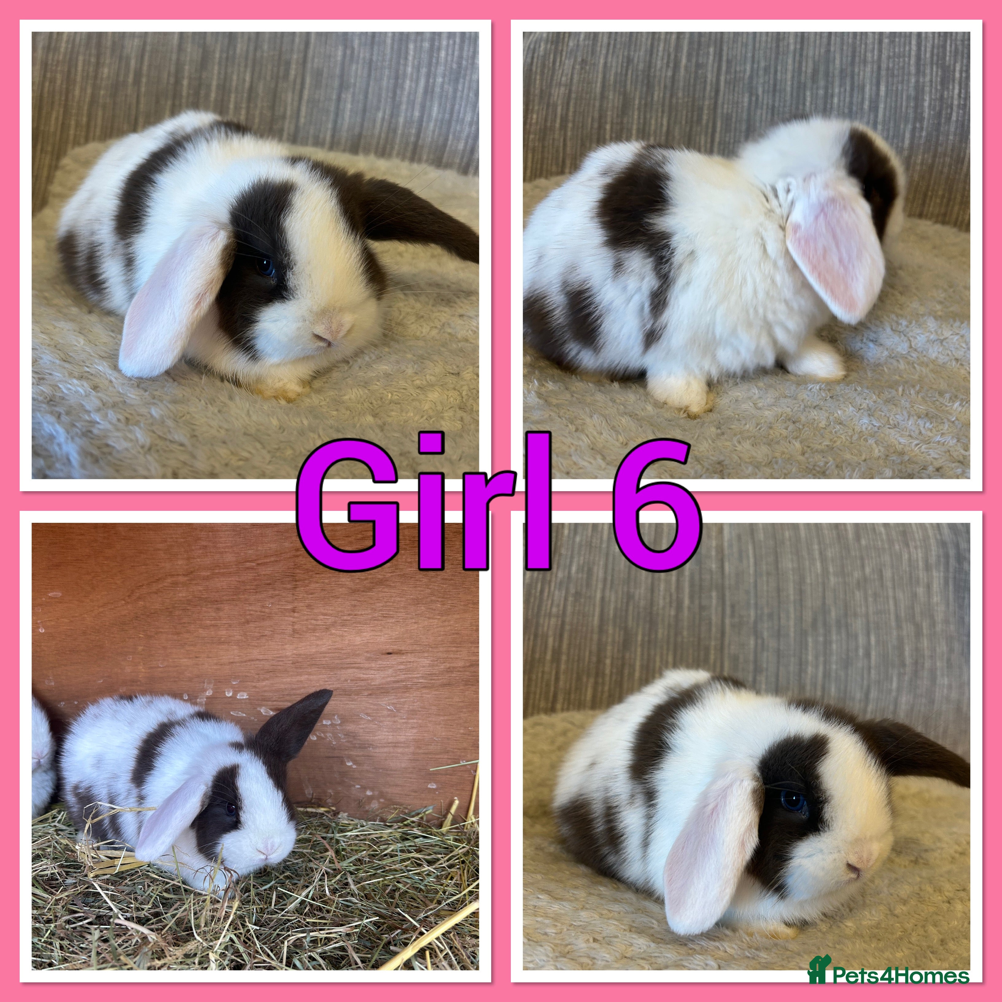 Mini Lop rabbits Pure mini lop babies  - Advert 3