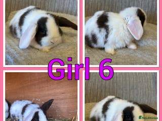 Mini Lop rabbits Pure mini lop babies - Advert 6