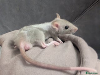 Rat rodents 2 Male rats very friendly ready now - Advert 3