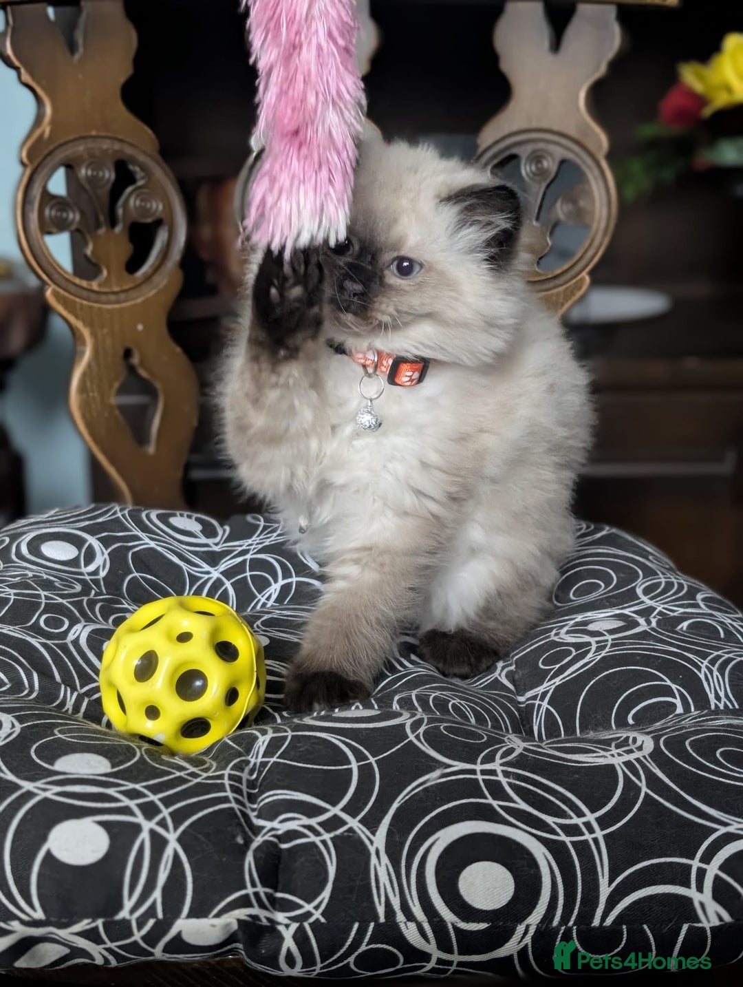 Ragdoll cats for sale: **Stunning litter of 4 ragdoll kittens** - Advert 16