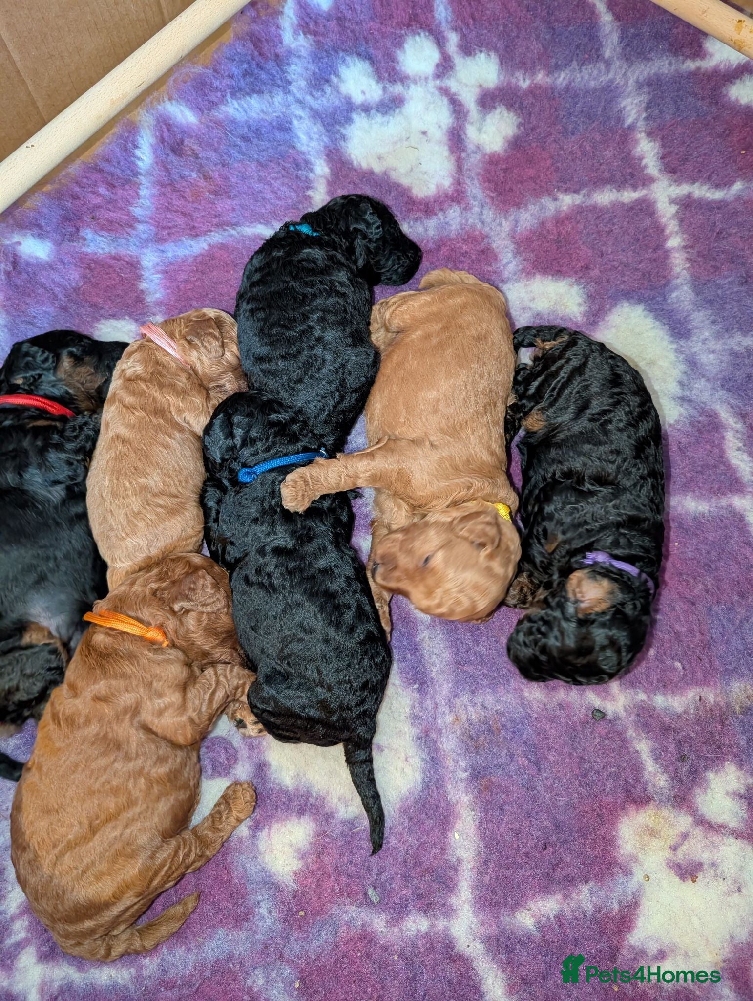 Miniature Poodle dogs Just one lovely boy left  - Advert 5