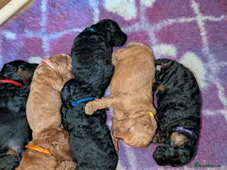 Miniature Poodle dogs Just one lovely boy left - Advert 5