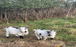 Goats livestock for sale: Male Pygmy goats for sale  - Image 1