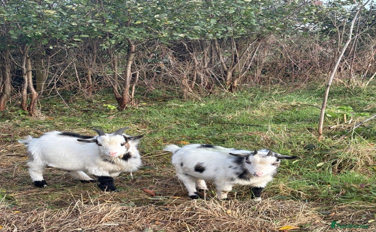 Goats livestock - Advert 11