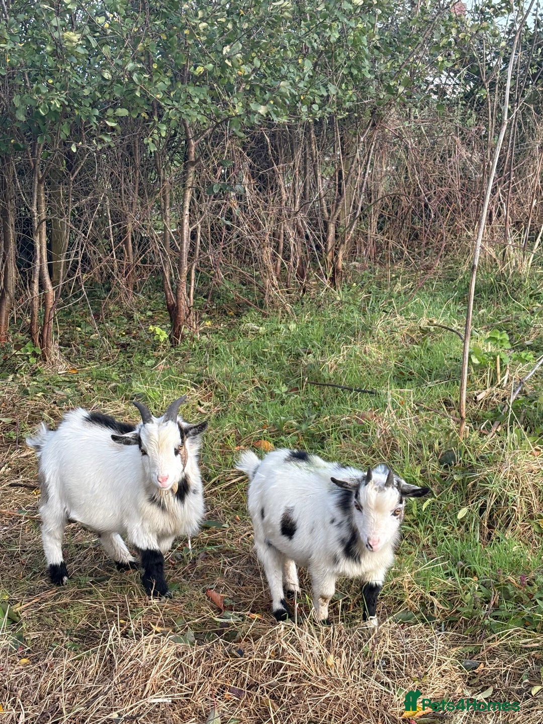 Goats livestock for sale: Male Pygmy goats for sale  - Image 1