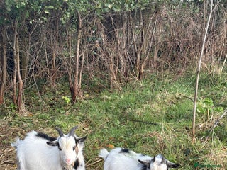 Goats livestock - Advert 17