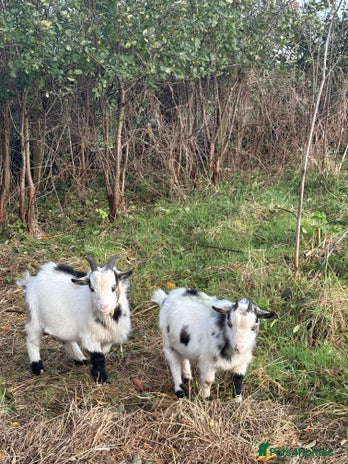 Goats livestock - Advert 11