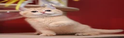 Scottish Fold cats for sale: Scottish fold and straight girls - Advert 11