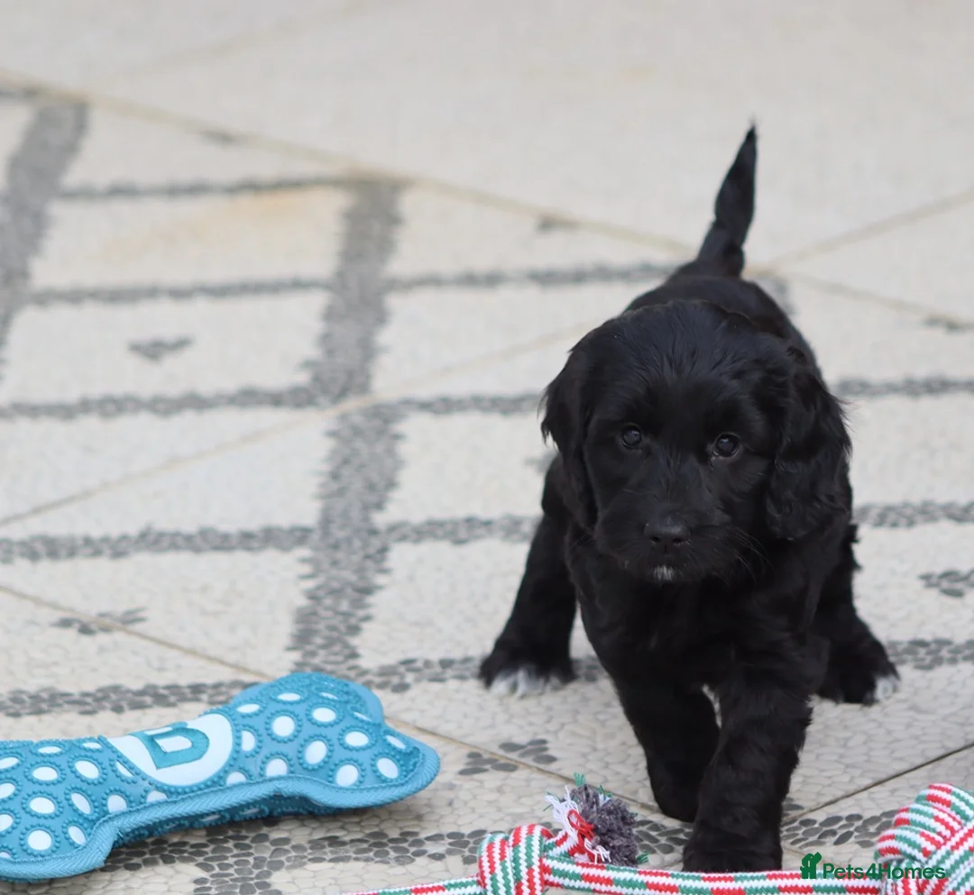 Cockapoo dogs for sale: F1 Cockapoo puppies for sale - Advert 8