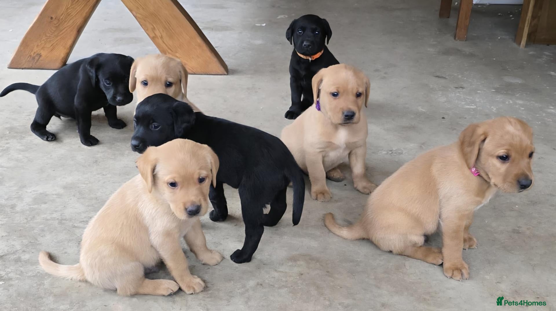 Labrador Retriever dogs Female black lab retriever puppies. 2 left! - Advert 1