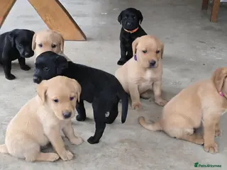 Labrador Retriever dogs Female black lab retriever puppies. 2 left! - Advert 1