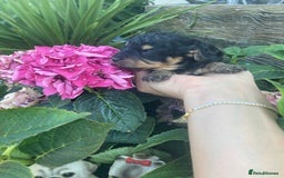 Cavapoo dogs for sale: Female Health tested Phantom Toy cavapoo  - Image 5
