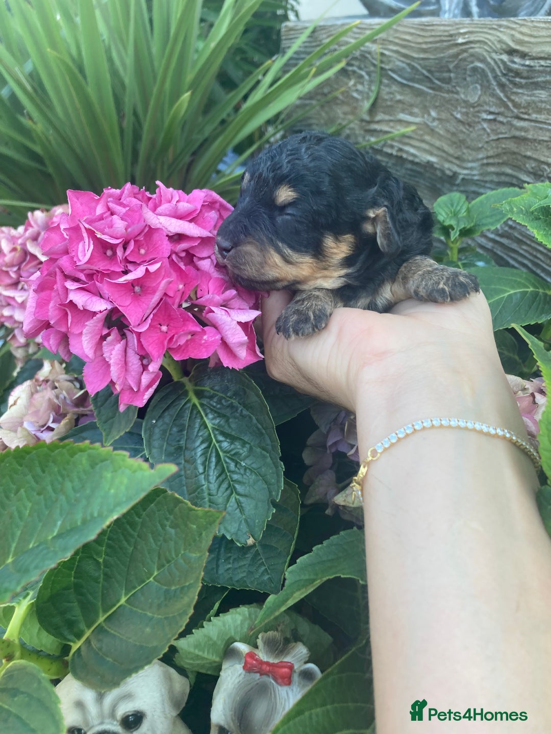 Cavapoo dogs for sale: Female Health tested Phantom Toy cavapoo  - Image 5