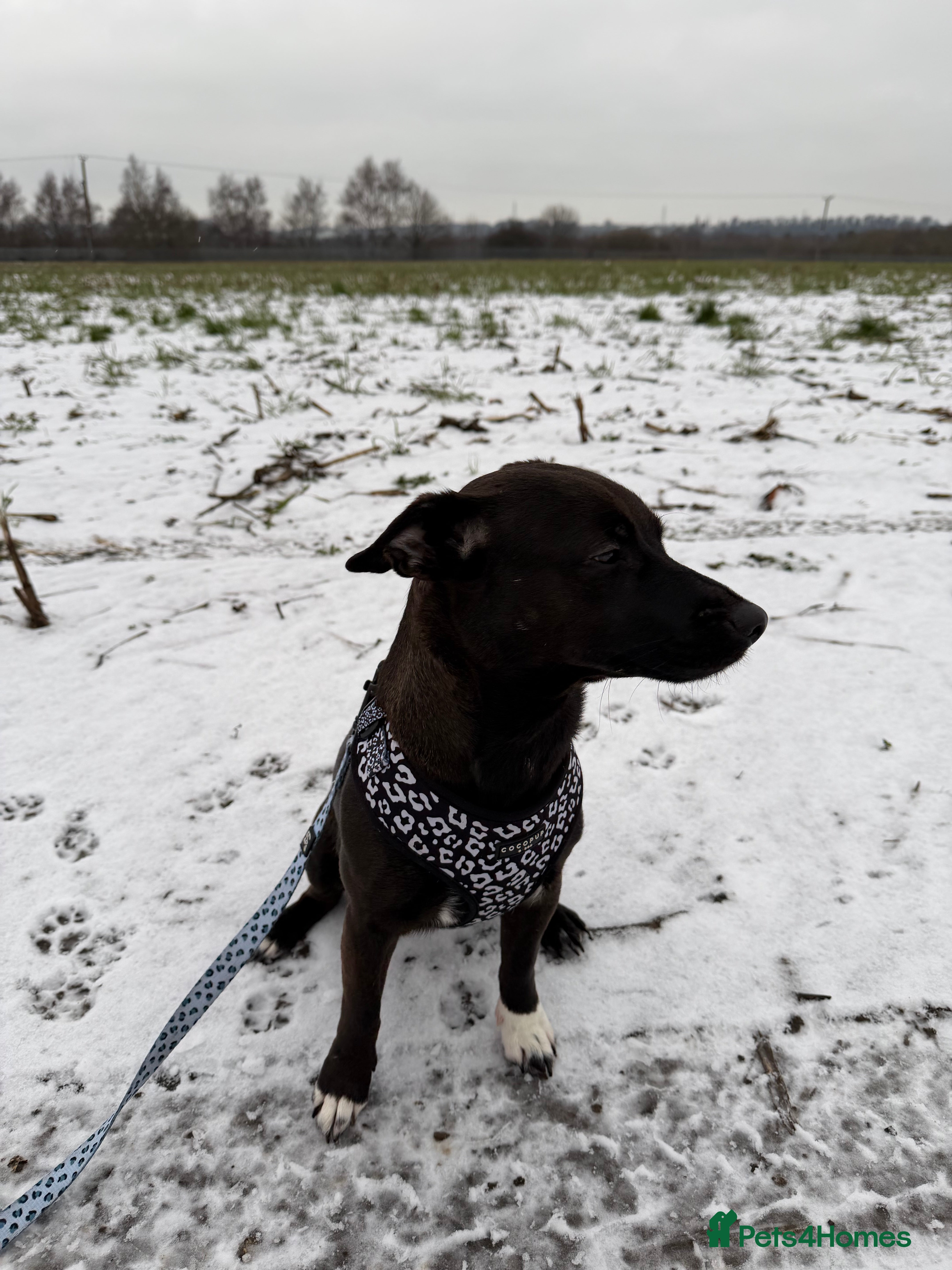 Patterjack dogs Patterjack  in Castleford - Advert 10