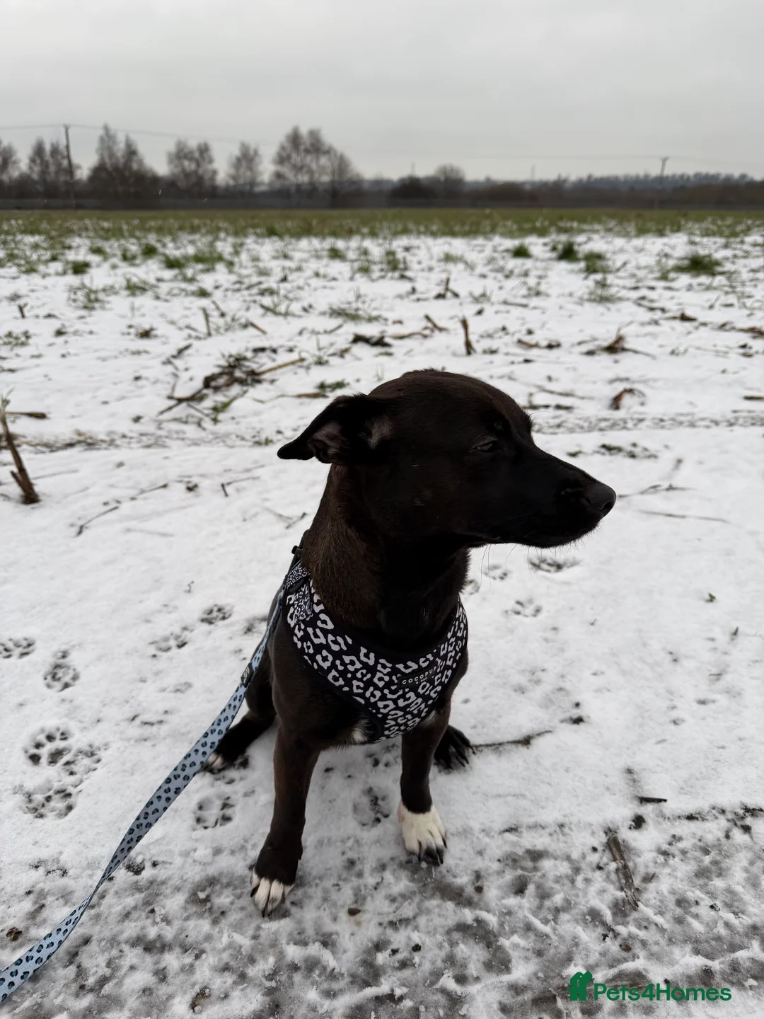 Patterjack dogs for sale: Patterjack  in Castleford - Advert 1