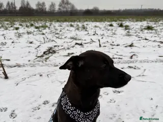 Patterjack dogs Patterjack in Castleford - Advert 2