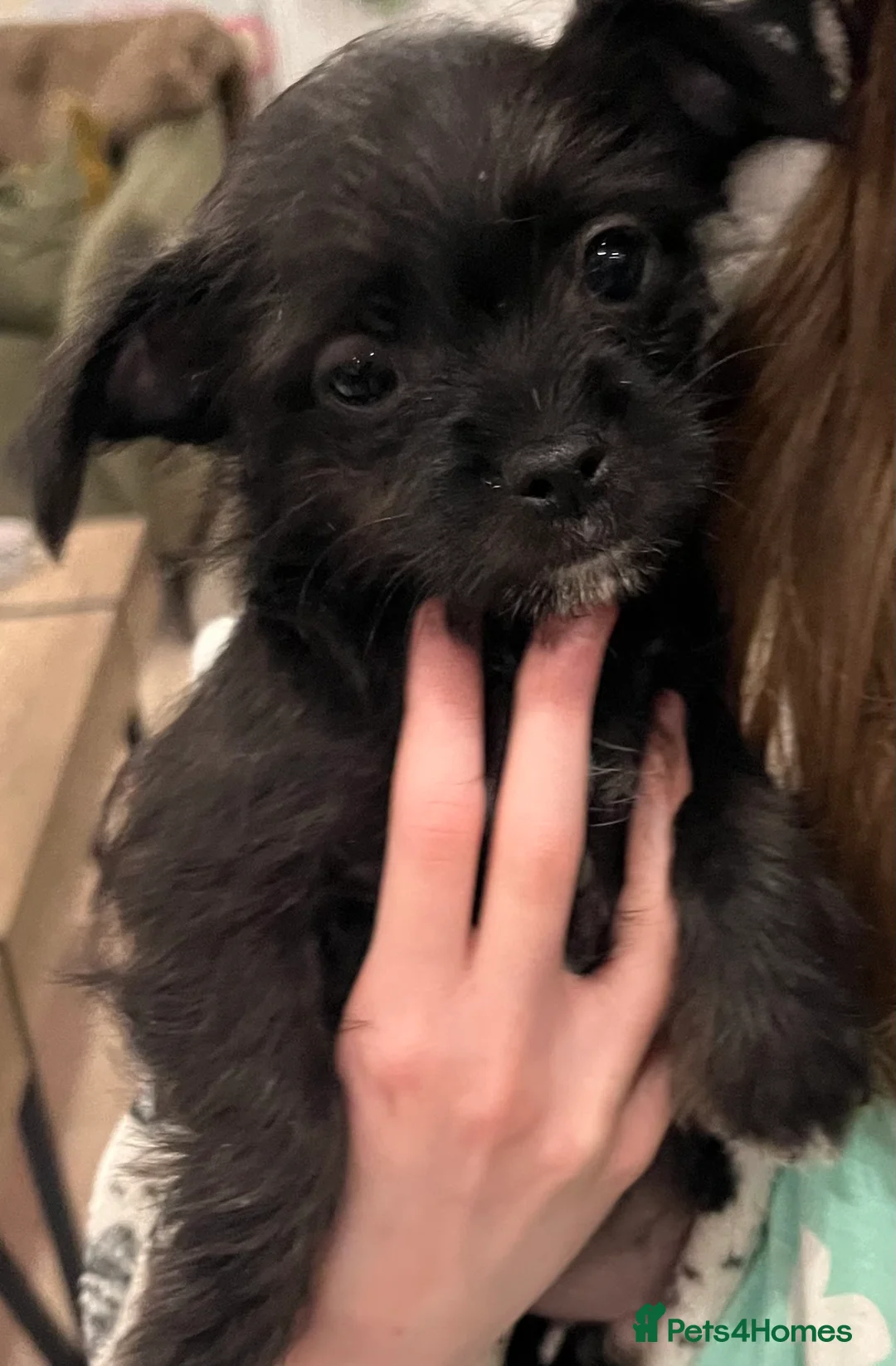 Mixed Breed dogs for sale: Malchi pups available  - Advert 5