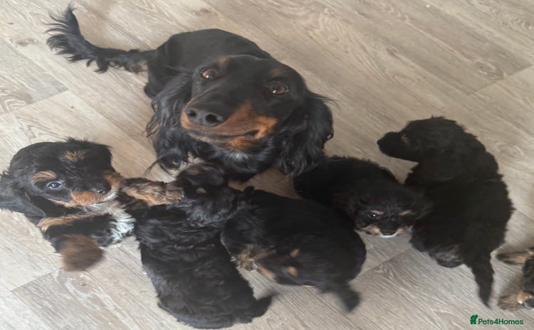 Doxiepoo dogs - Advert 1