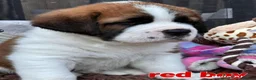 Saint Bernard dogs for sale: 5 stunning male St Bernard puppies in Rotherham - Advert 12