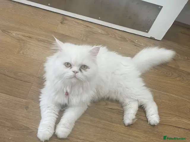 Mixed Breed cats Persian kittens for sale - Advert 16