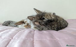 Mini Lop rabbits for sale: Gorgeous Fluffy Purebred Mini Lop bunnies - Image 18