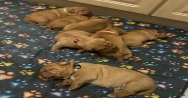 Dogue De Bordeaux dogs - Advert 14