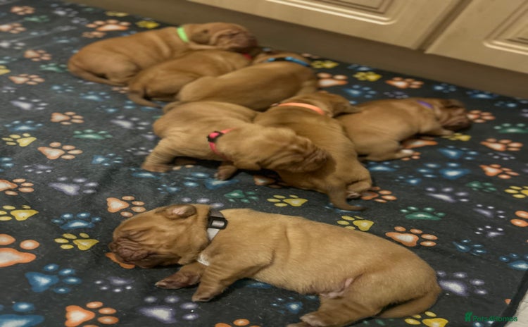 Dogue De Bordeaux dogs - Advert 1