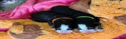 Bernese Mountain Dog dogs for sale: Beautiful Bernese Mountain Dog Puppies in Eye - Advert 8