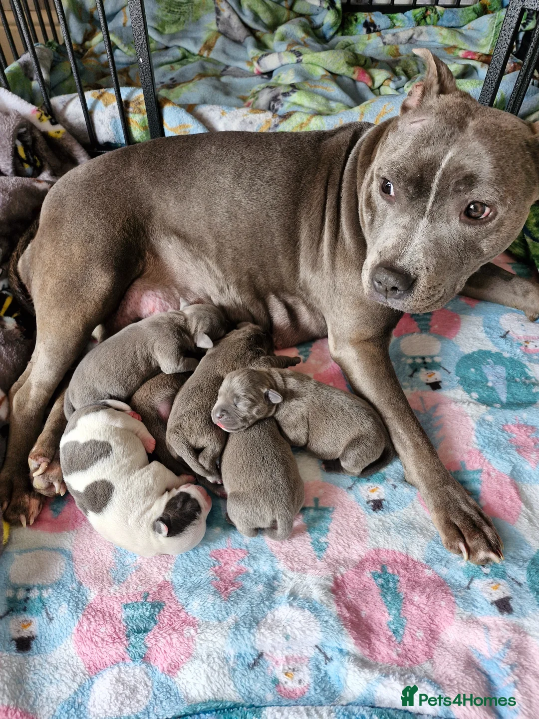 Staffordshire Bull Terrier dogs for sale: Gorgeous Blue Staffy pups - Advert 1