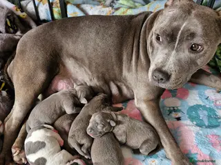 Staffordshire Bull Terrier dogs Gorgeous Blue Staffy pups - Advert 1