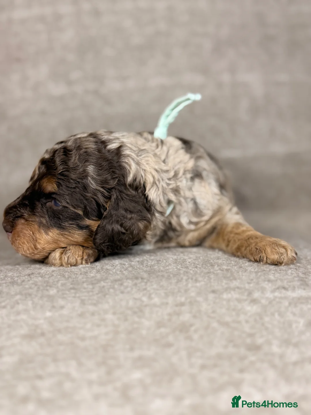 Cockapoo dogs for sale: Chocolate Tri Phantom Merle & Chocolate Phantom in Worksop - Advert 16