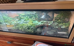 Snake reptiles for sale: Female Western Hognose  - Image 14