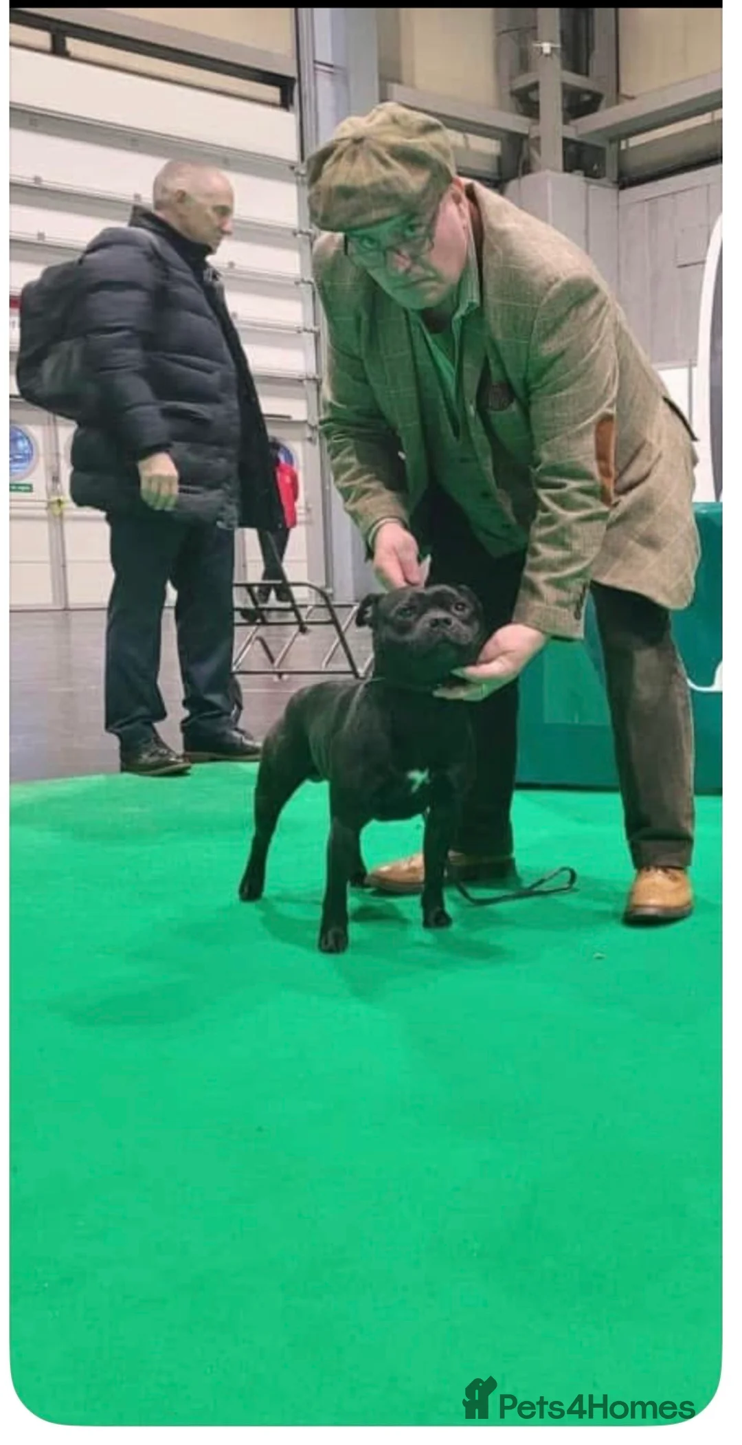 Staffordshire Bull Terrier dogs for sale: Repeat mating of an amazing litter  in Wakefield - Advert 2