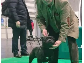 Staffordshire Bull Terrier dogs Repeat mating of an amazing litter - Advert 6