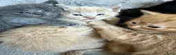 Mixed Breed cats for sale: Mix breed kittens  - Advert 3