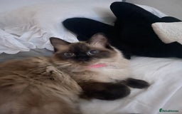 Ragdoll cats for sale: Ragdoll Female - Image 6