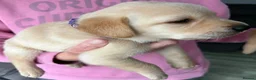 Labrador Retriever dogs for sale: Labrador pups for sale  - Advert 15