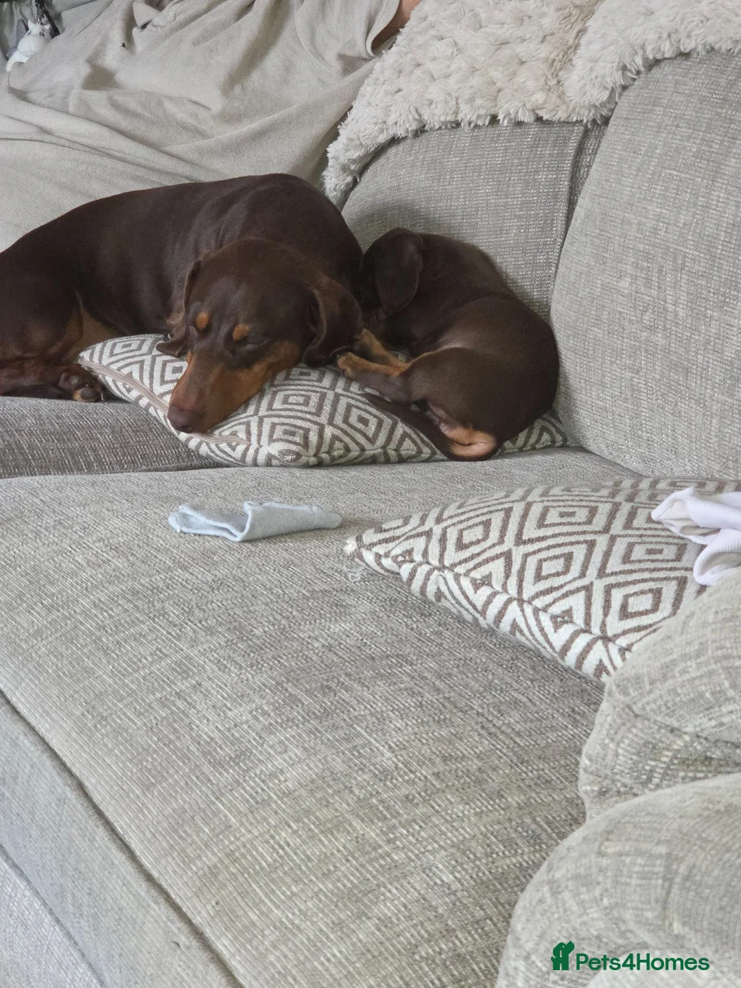Dachshund dogs for sale: Mini Dachshund  puppies 🐶  - Advert 7