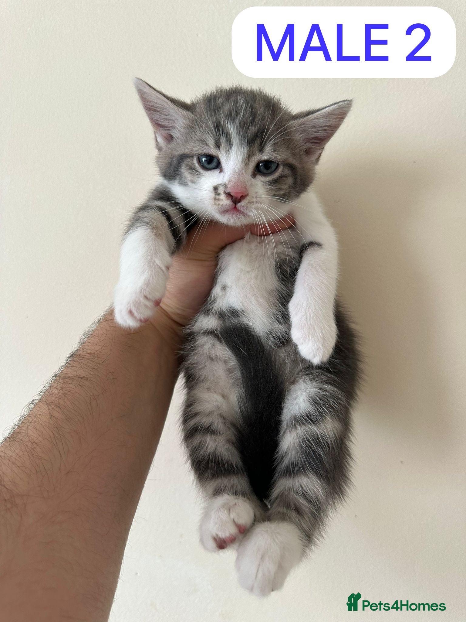 Mixed Breed cats 🐾 Adorable Half-British Shorthair Kittens  - Advert 5