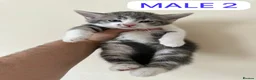 Mixed Breed cats for sale: 🐾 Adorable Half-British Shorthair Kittens  - Advert 5