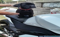 Mixed Breed dogs for sale: Labrador staffy puppy - Image 4