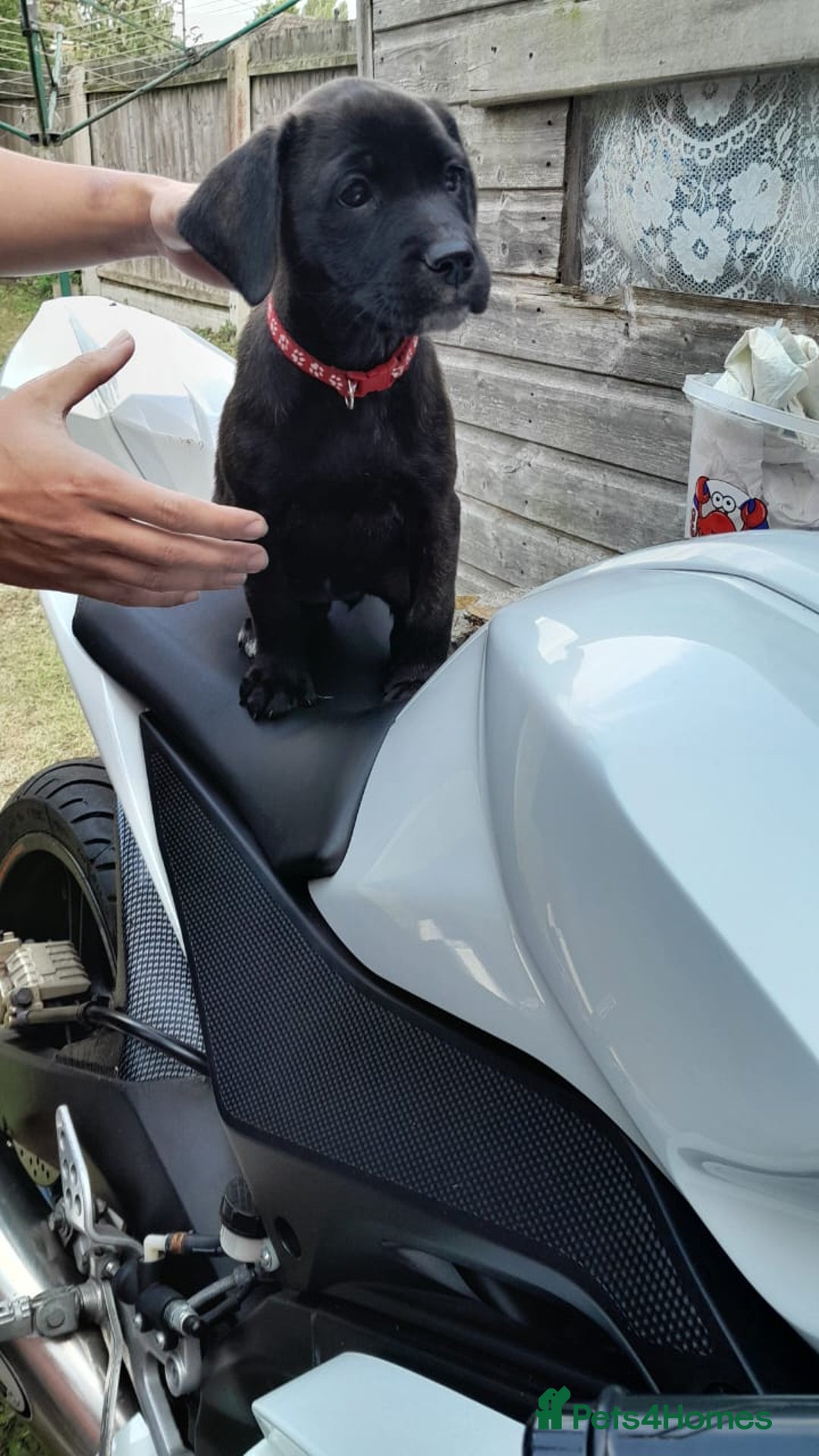 Mixed Breed dogs for sale: Labrador staffy puppy - Image 4