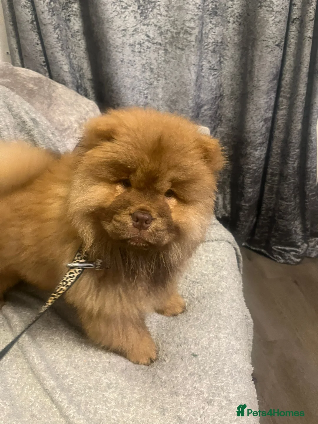 Chow Chow dogs for sale: Chow Chow Kc - Advert 8