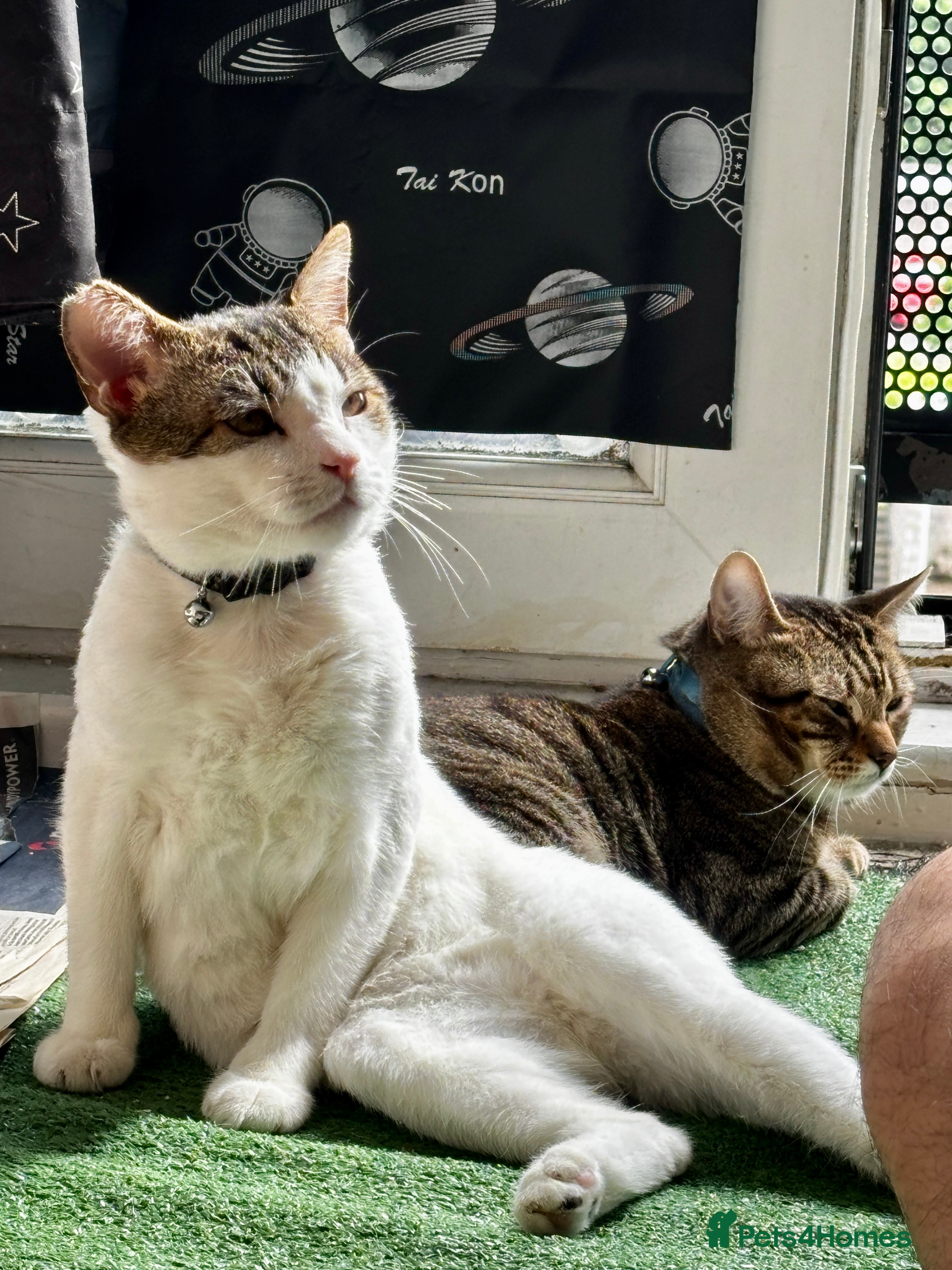 Mixed Breed cats Life is a party with Scotch and Whisky! - Advert 2