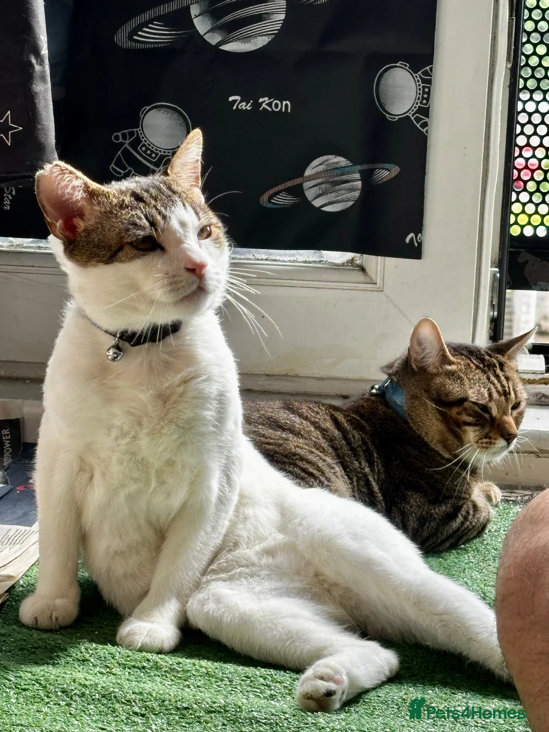 Mixed Breed cats for adoption: Life is a party with Scotch and Whisky! - Advert 1