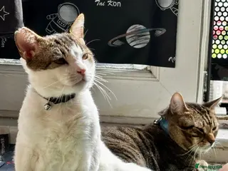 Mixed Breed cats Life is a party with Scotch and Whisky! - Advert 2