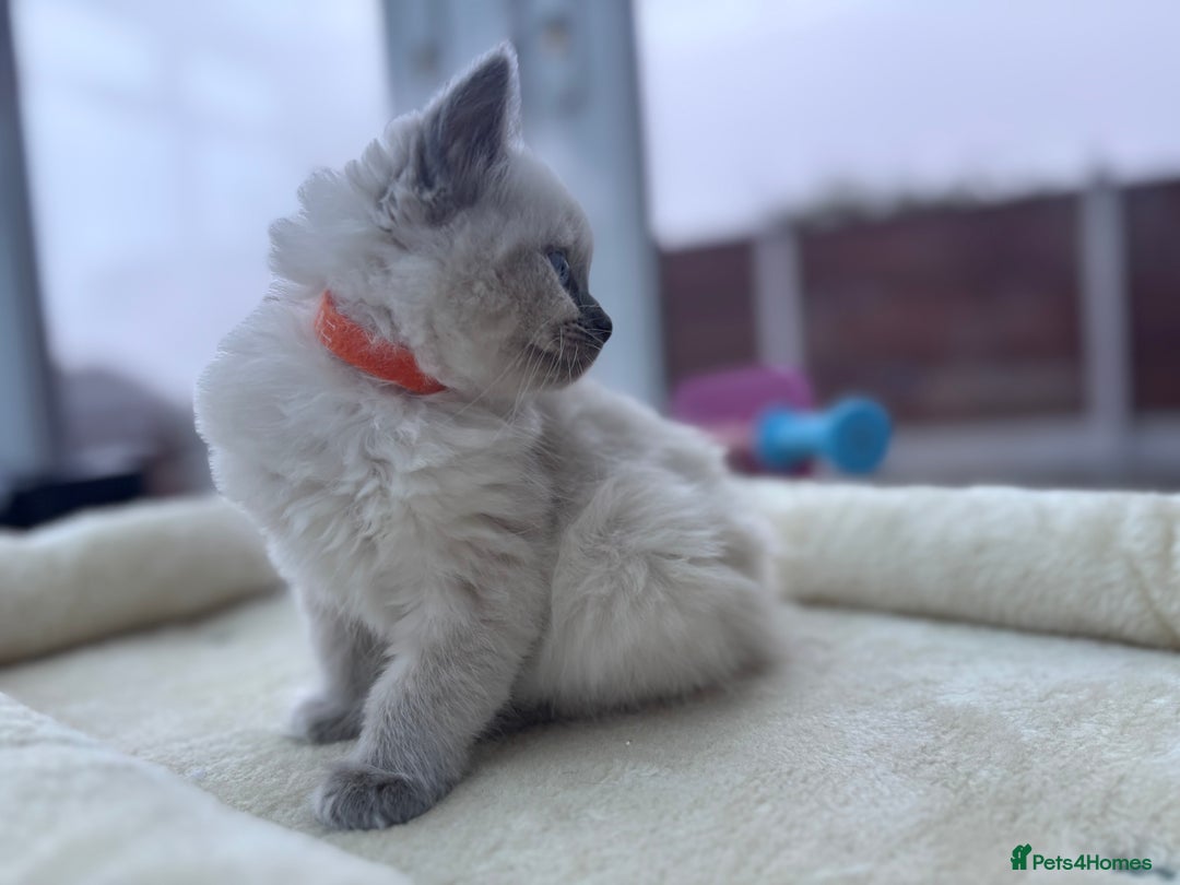 Ragdoll cats for sale: **Gorgeous Ragdolls**  - Advert 10