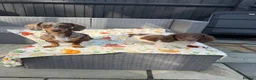 Miniature Dachshund dogs for sale: KC Reg Chocolate Piebald Long Hair Mini Dachshund - Advert 9