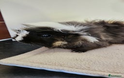 Guinea Pig rodents for sale: Bonded Trio - Image 4